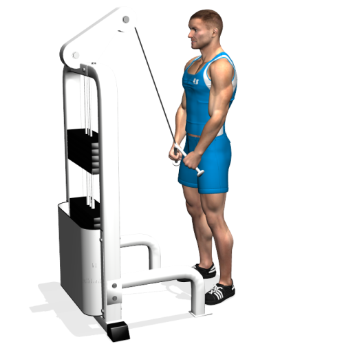 Cable Tricep Extension With V-Bar